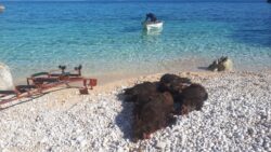 Schwarzwildjagd in Kroatien auf einer Insel