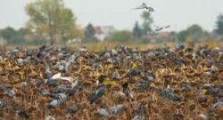 Eine Tolle Taubenjagd in Ungarn